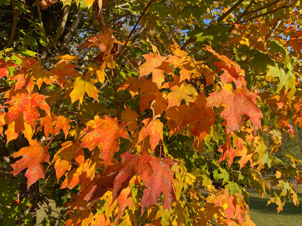 My Tree (When Leaves Begin to&nbsp;Fall)